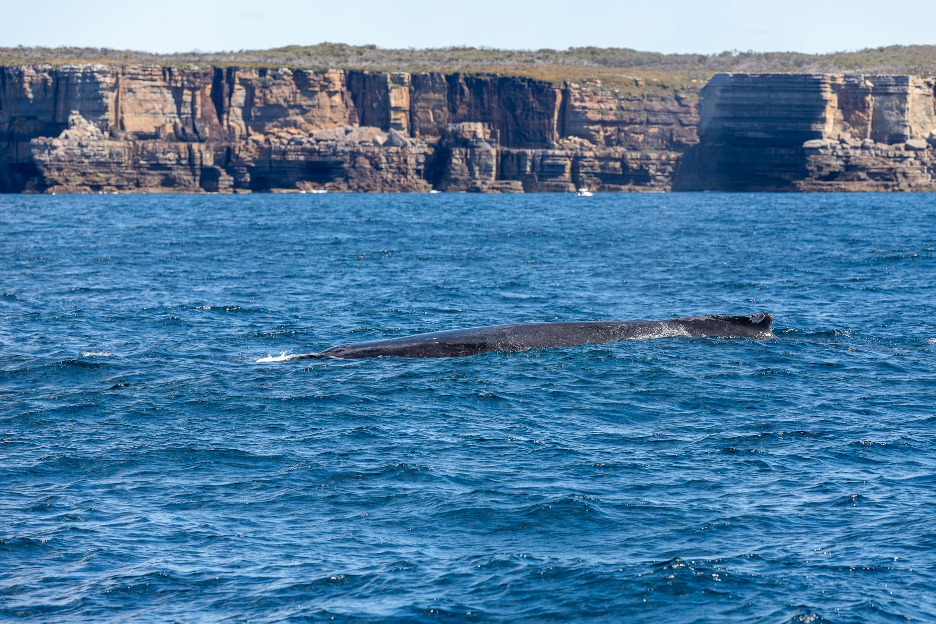 Humpback Whales Bring Magic to Ancash Coast