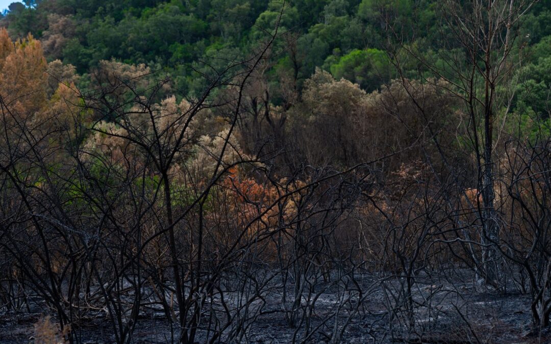 Millions in Spain Face Wildfire Risks