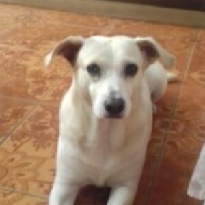 Profile photo of iranis-garcia-zapata